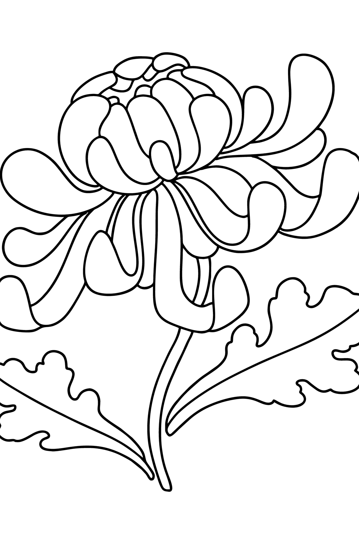 Tegning til fargelegging krysantemum - Tegninger til fargelegging for barn