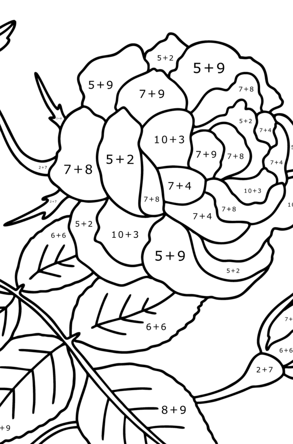 Climbing rose red coloring page - Math Coloring - Addition for Kids