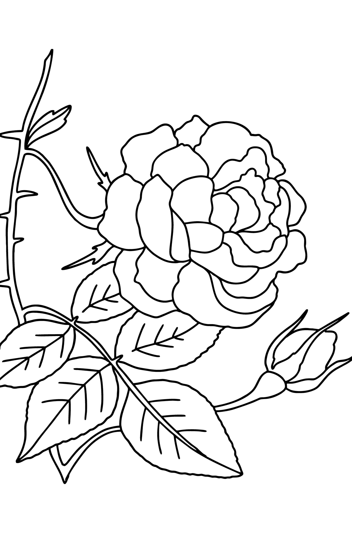 Desen de colorat trandafir cățărător roșu - Desene de colorat pentru copii