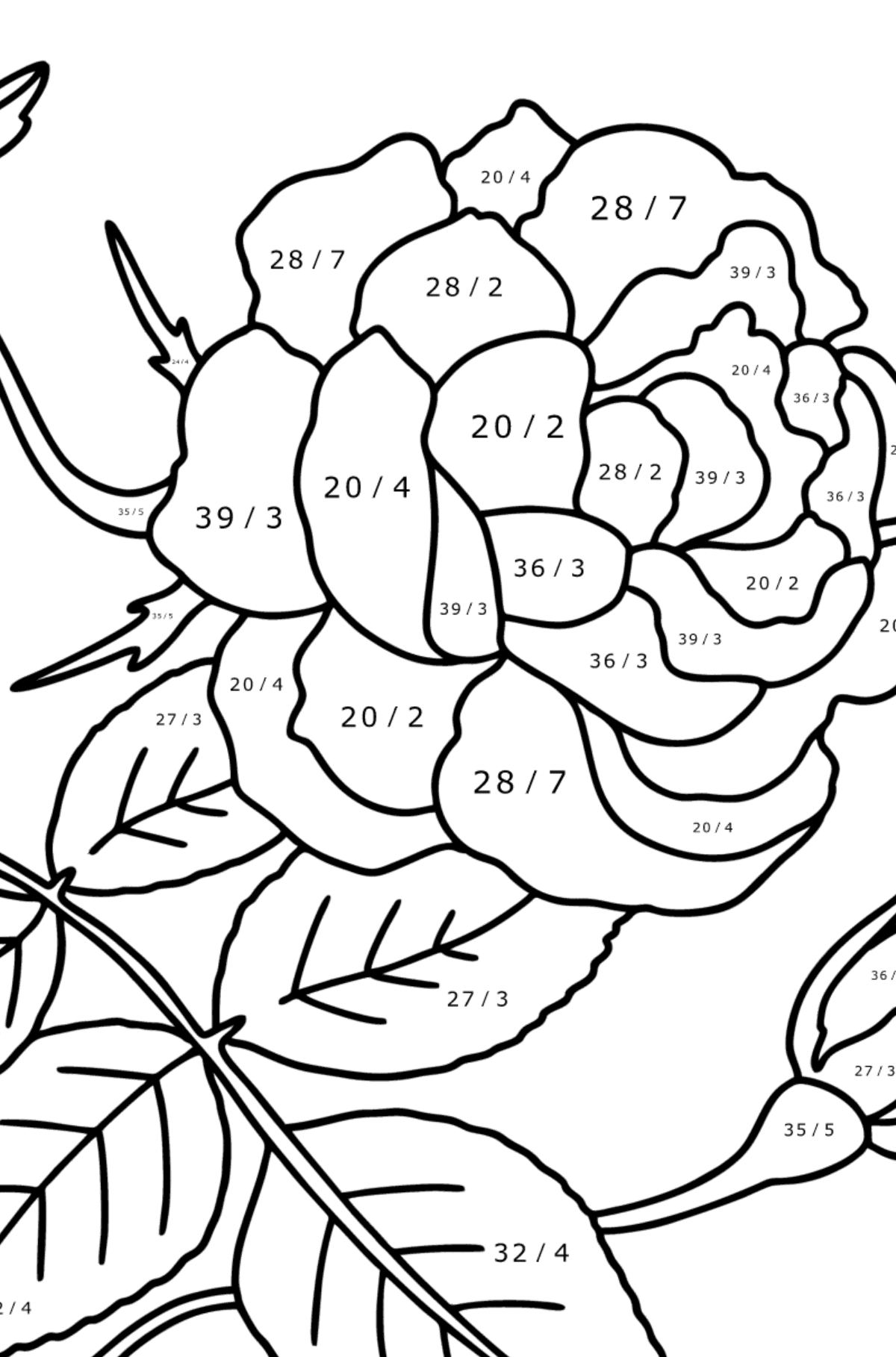 Climbing rose red coloring page - Math Coloring - Division for Kids