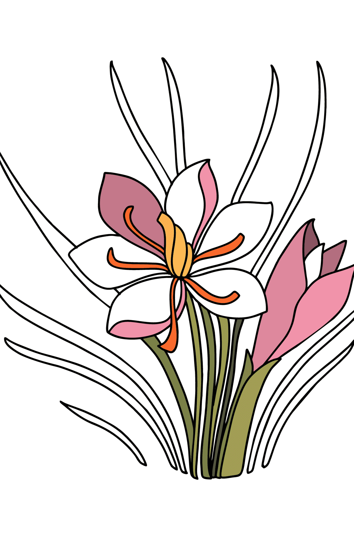 Crocus coloring page - Coloring Pages for Kids