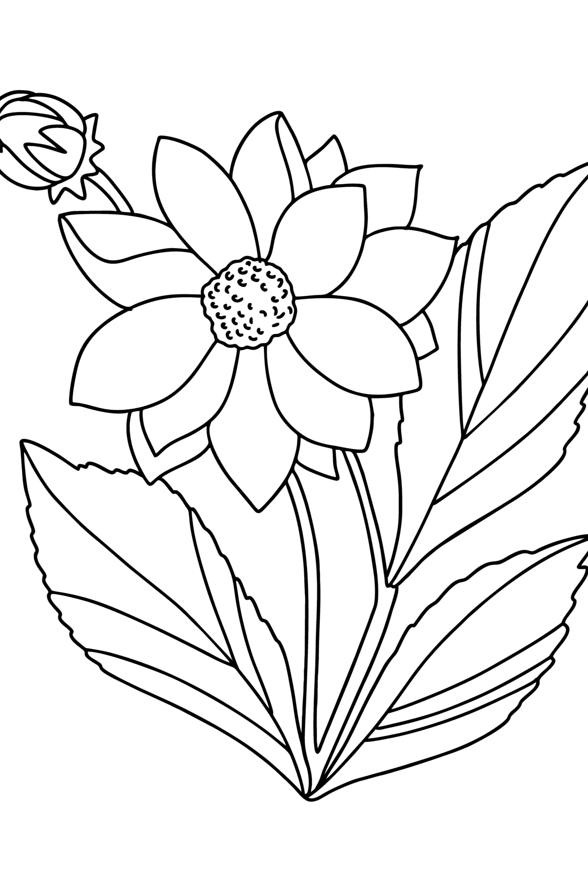 Dahlias coloring page - Coloring Pages for Kids