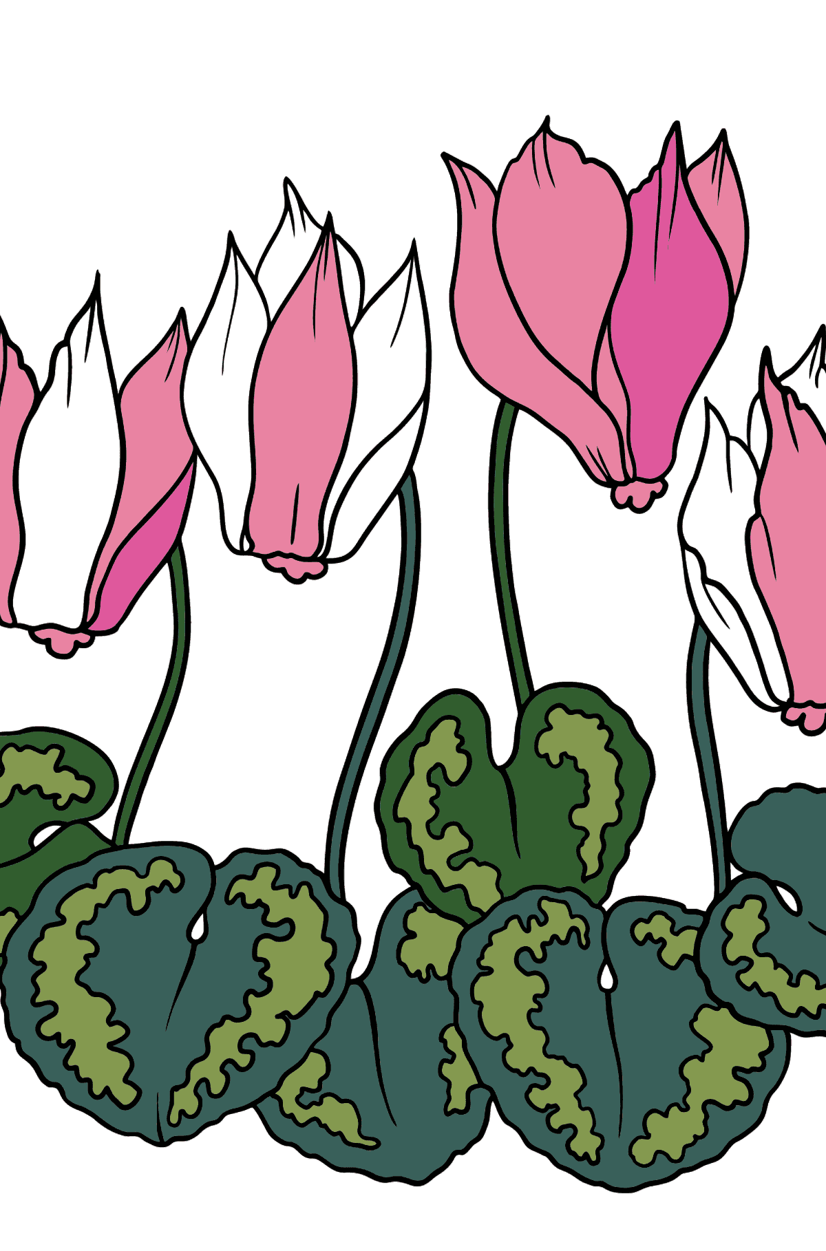 Flower Coloring Page - A Bright Pink Cyclamen - Coloring Pages for Kids