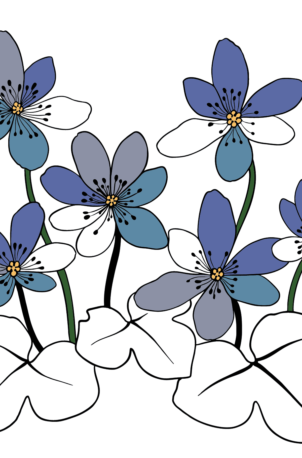 Flower Coloring Page - A Hepatica with Blue Petals - Coloring Pages for Kids
