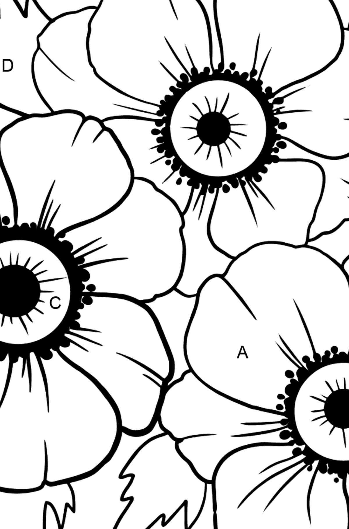 Coloring Page with big flower - A Red and Pink Anemone Coronaria - Coloring by Letters for Kids