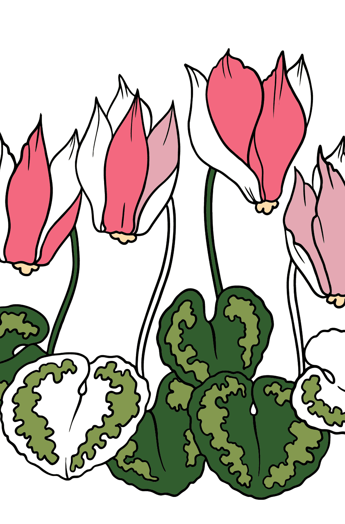 Omalovánka Cyclamen květy (jednoduché) - Omalovánky pro děti