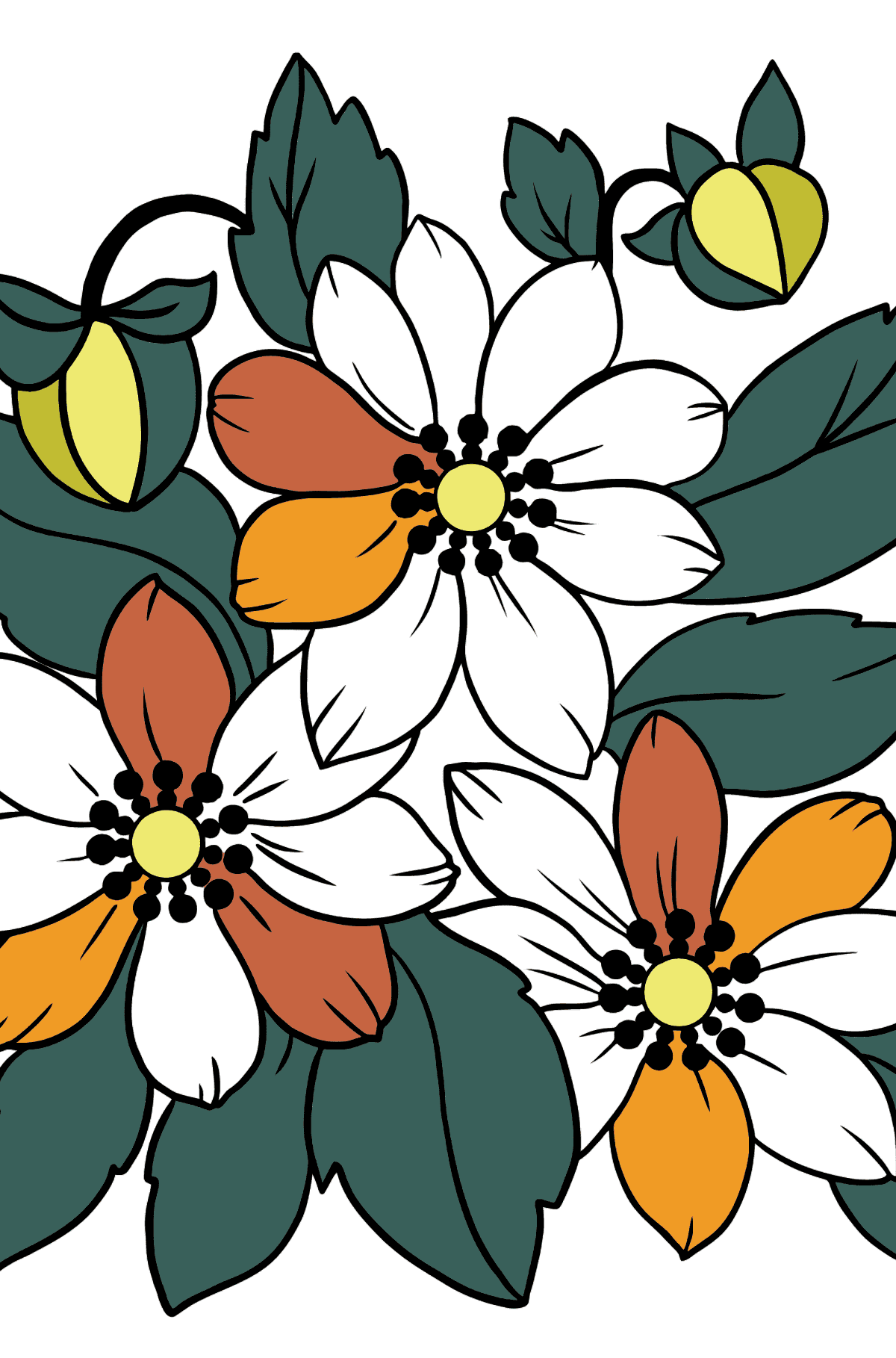 Flower Coloring Page - A Tricolor Anemone - Coloring Pages for Kids