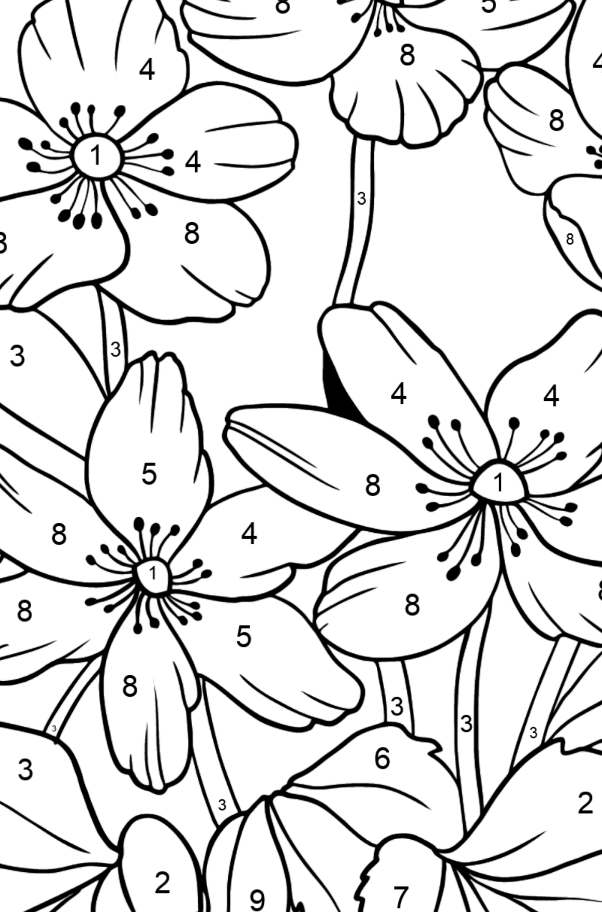 Desen de colorat flori Anemona (dificil) - Desen de colorat după Număr pentru copii