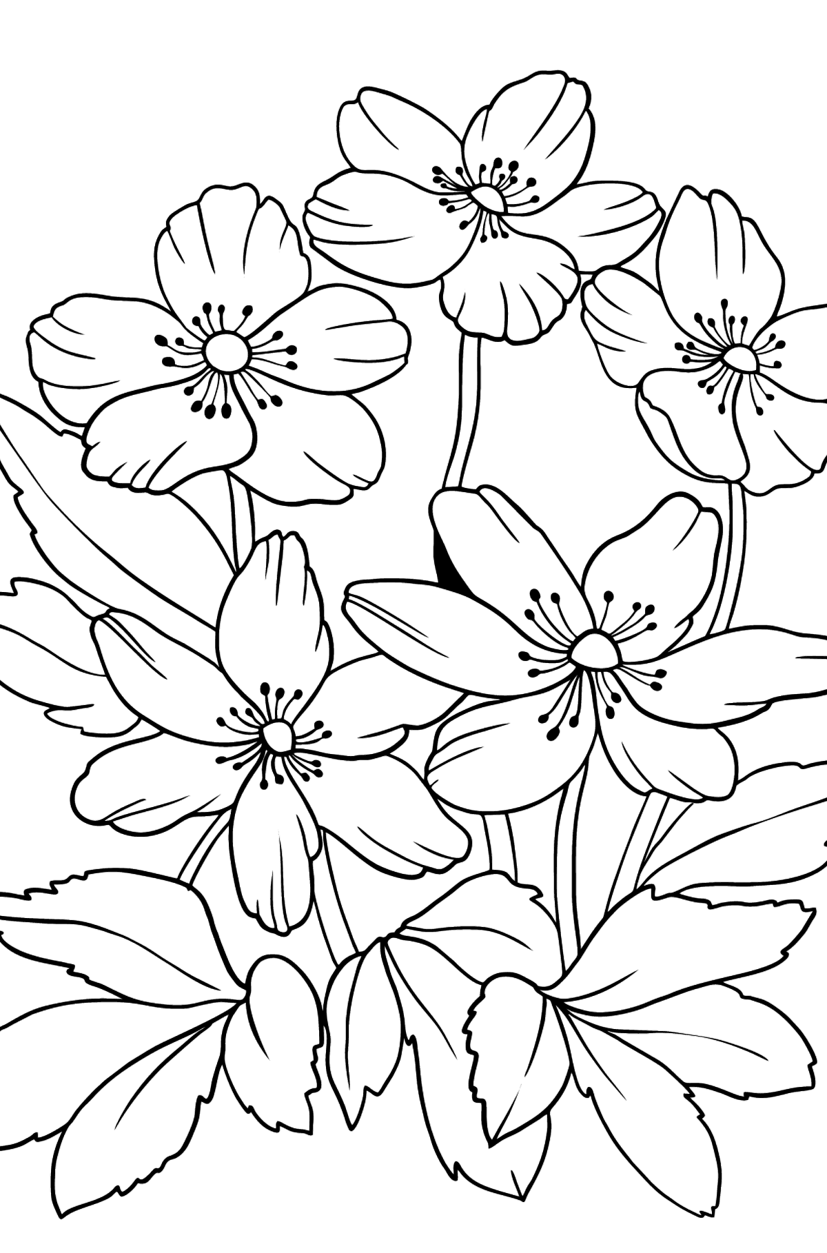 Tegning til fargelegging blomster Anemone (vanskelig) - Tegninger til fargelegging for barn