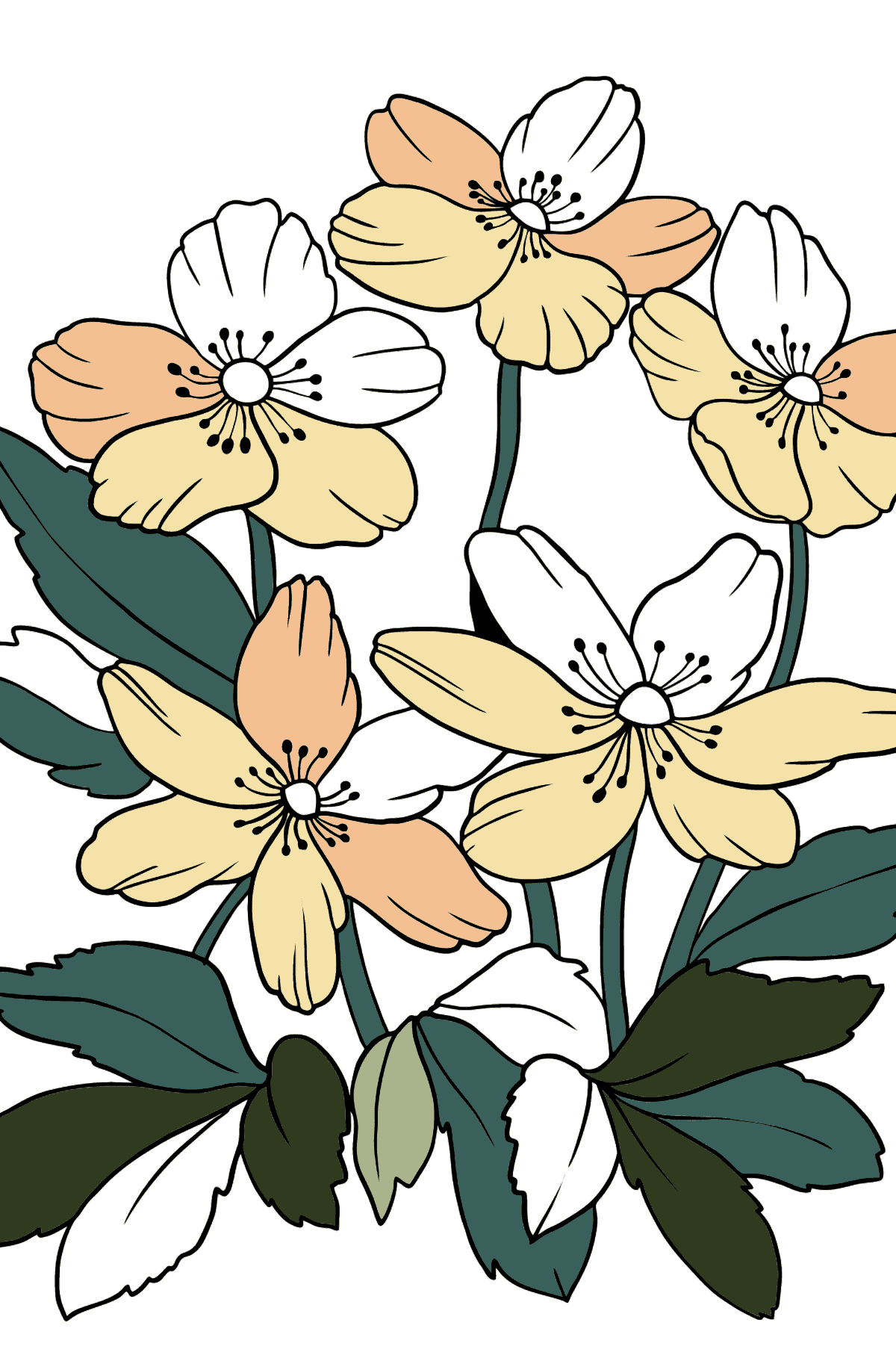 Omalovánka Květy Sasanka (složitě) - Omalovánky pro děti