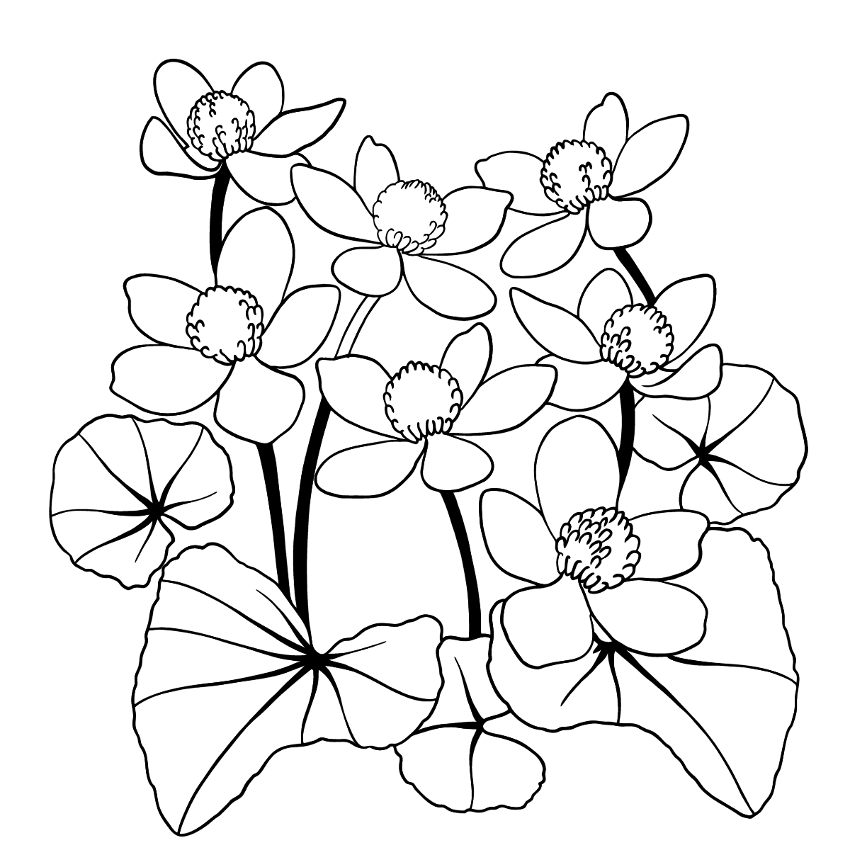 Калужница цветок раскраска