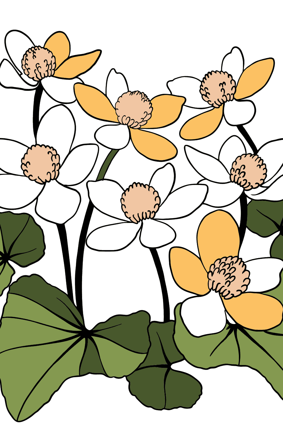 Colouring Page Yellow and Red Marsh Marigold - Coloring Pages for Kids