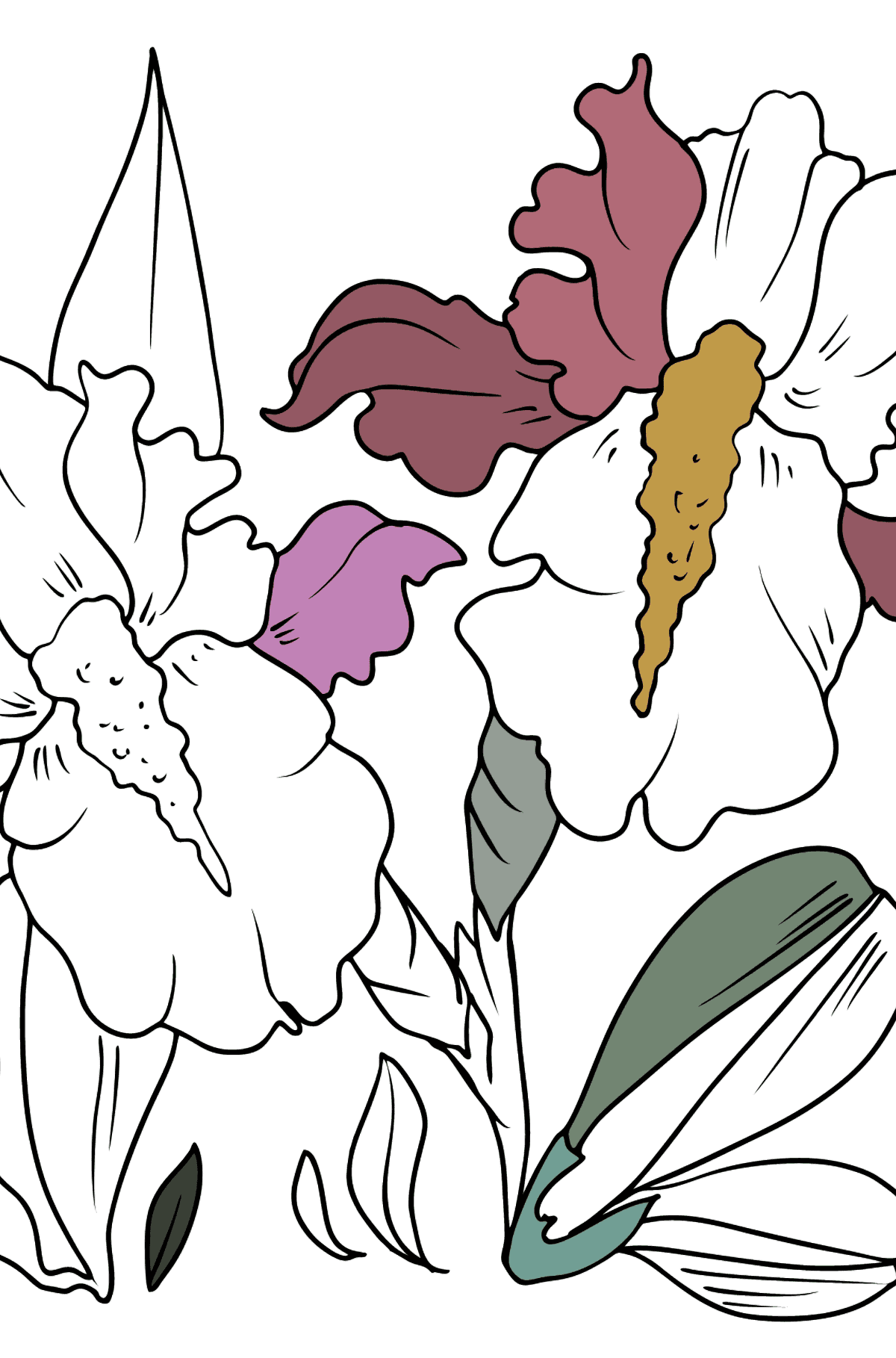 Dibujo de Flor de Iris para colorear - Dibujos para Colorear para Niños