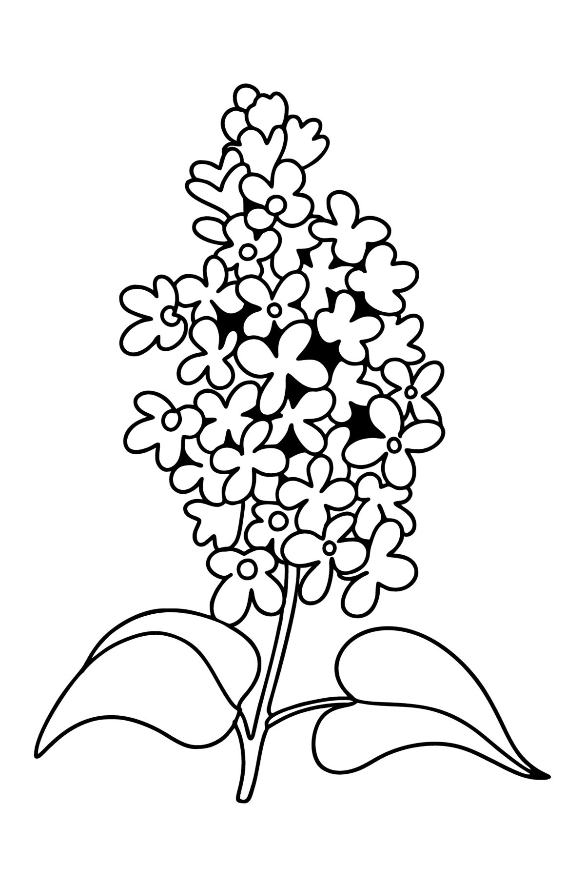 Lilac sprig coloring page - Coloring Pages for Kids