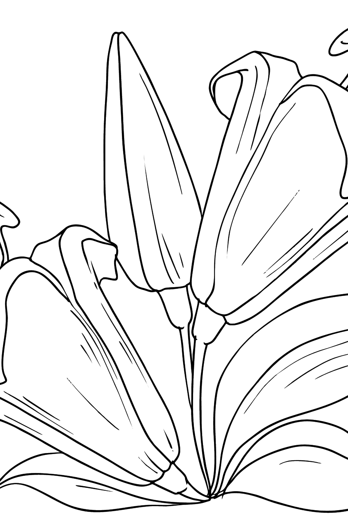 Flower Coloring Page - Lilies - Coloring Pages for Kids