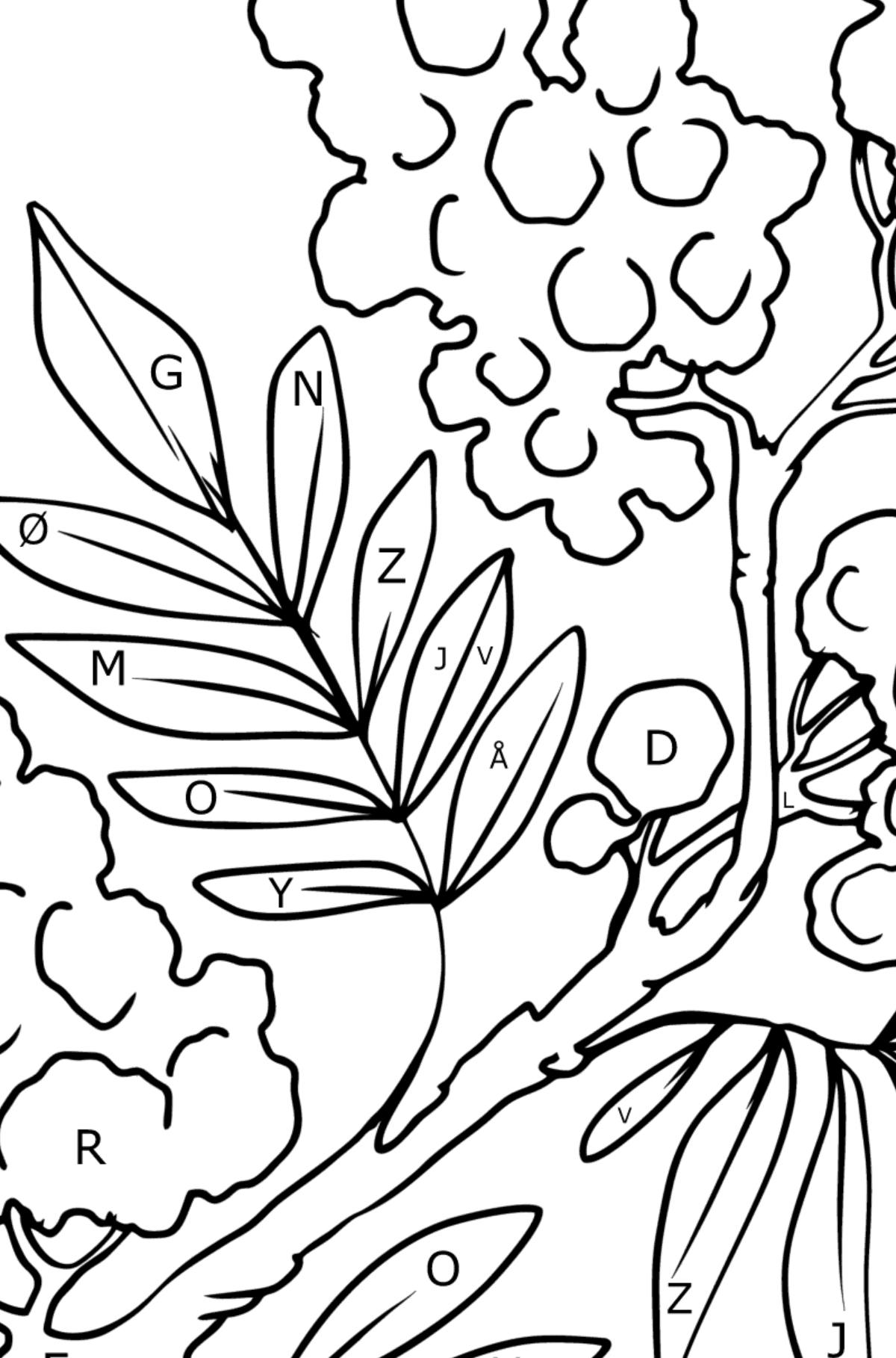 Tegning til farvning Mimosa - Farvelægning af brevene for børn