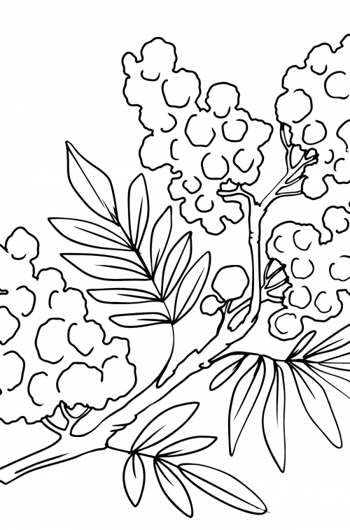 Disegno di Mimosa da colorare ♥ Online o stampare gratis!
