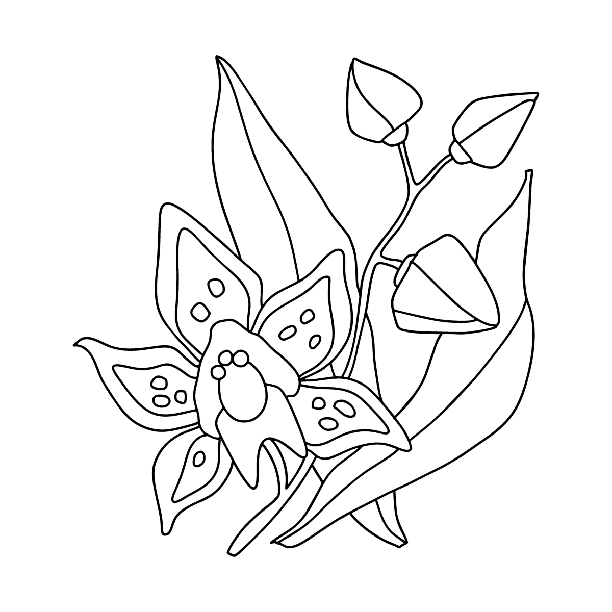 Раскраска орхидея распечатать