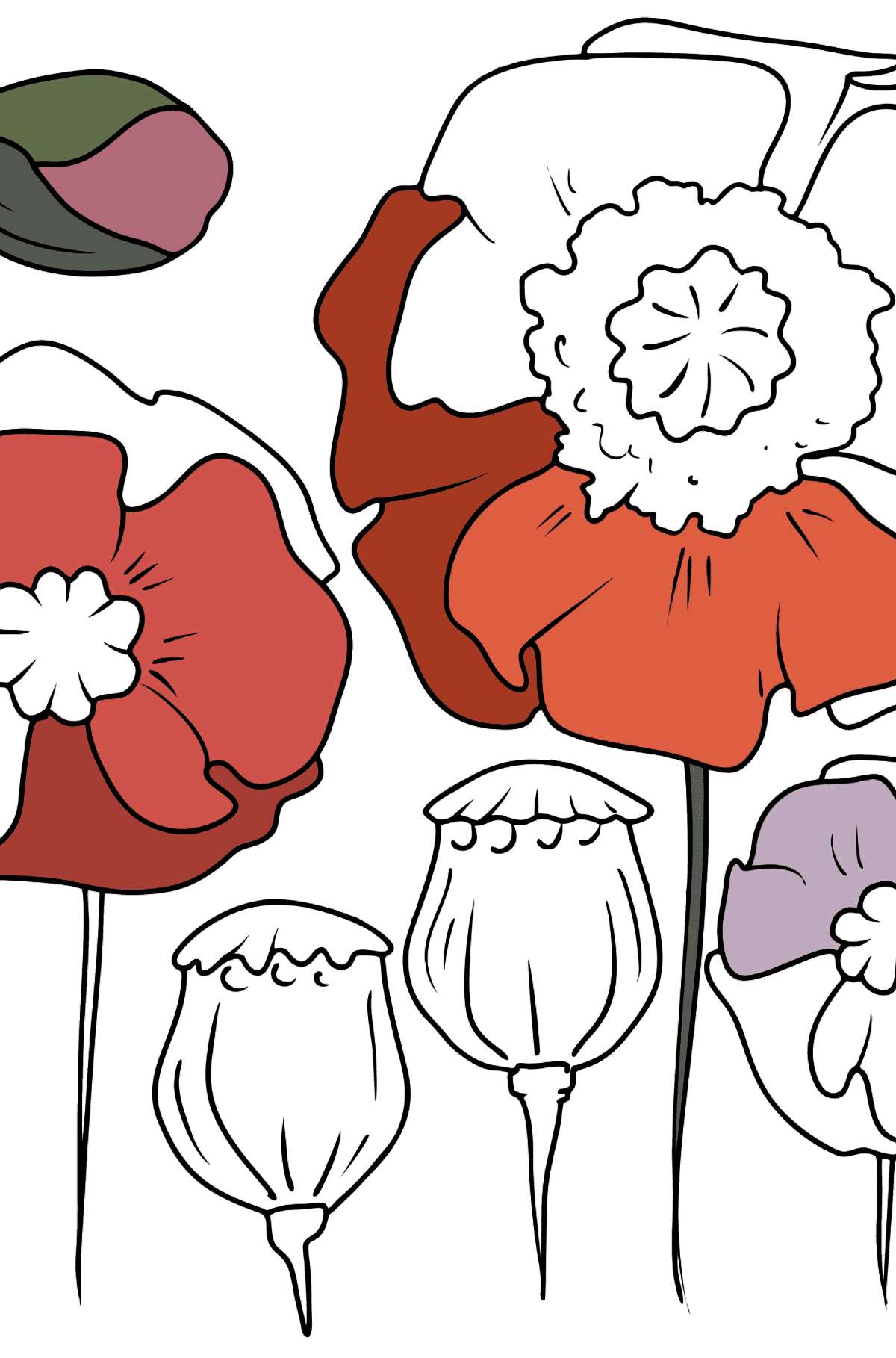Раскраска Цветы Мака - Картинки для Детей