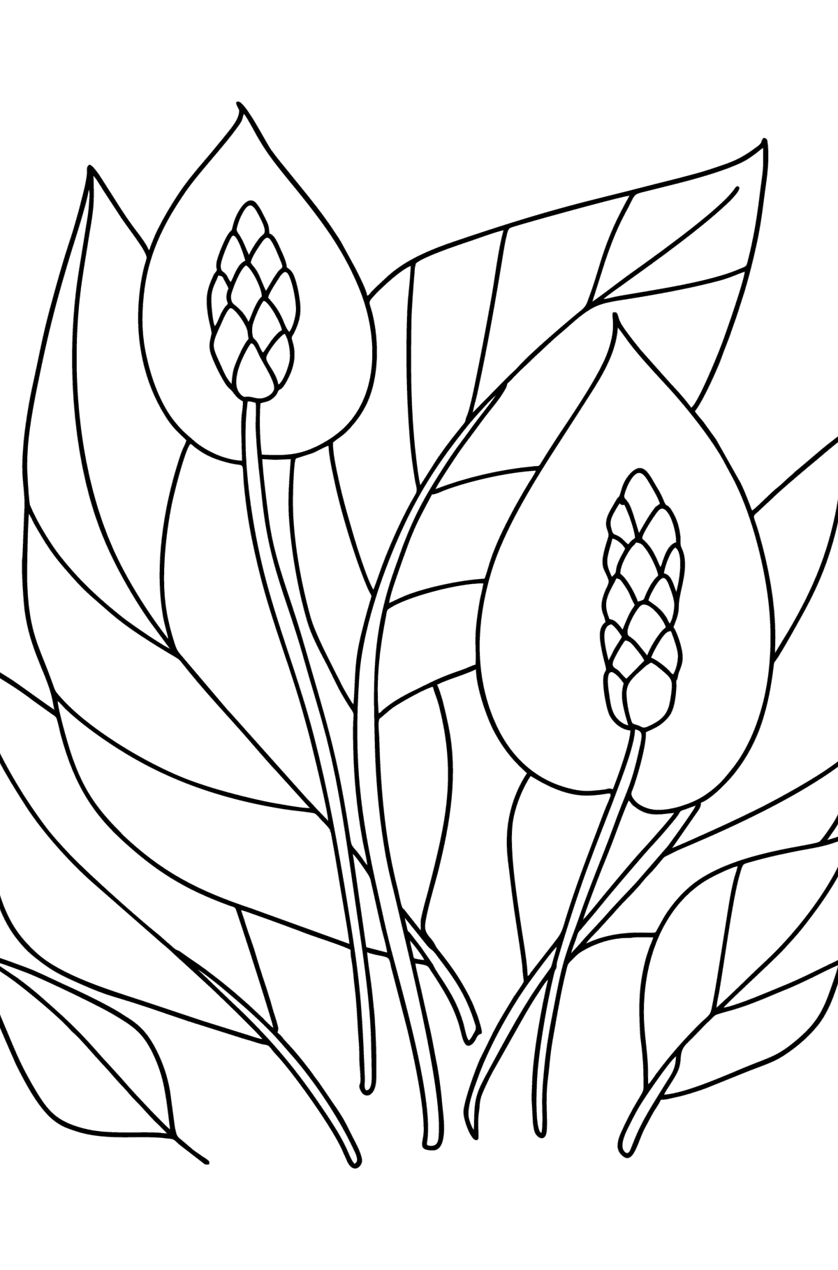 Tegning til farvning Spathiphyllum - Tegninger til farvelægning for børn