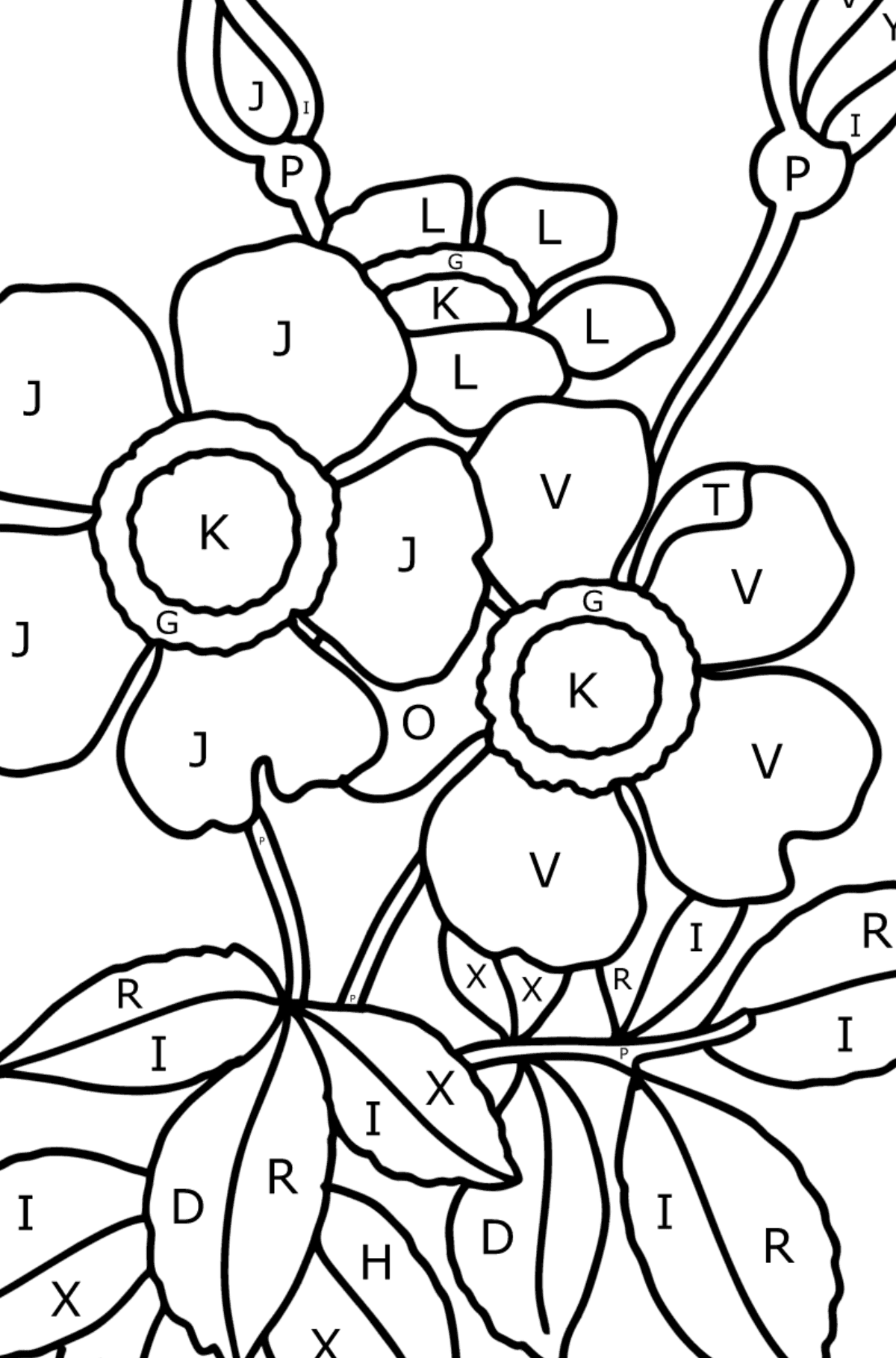 Spray rose coloring page - Coloring by Letters for Kids