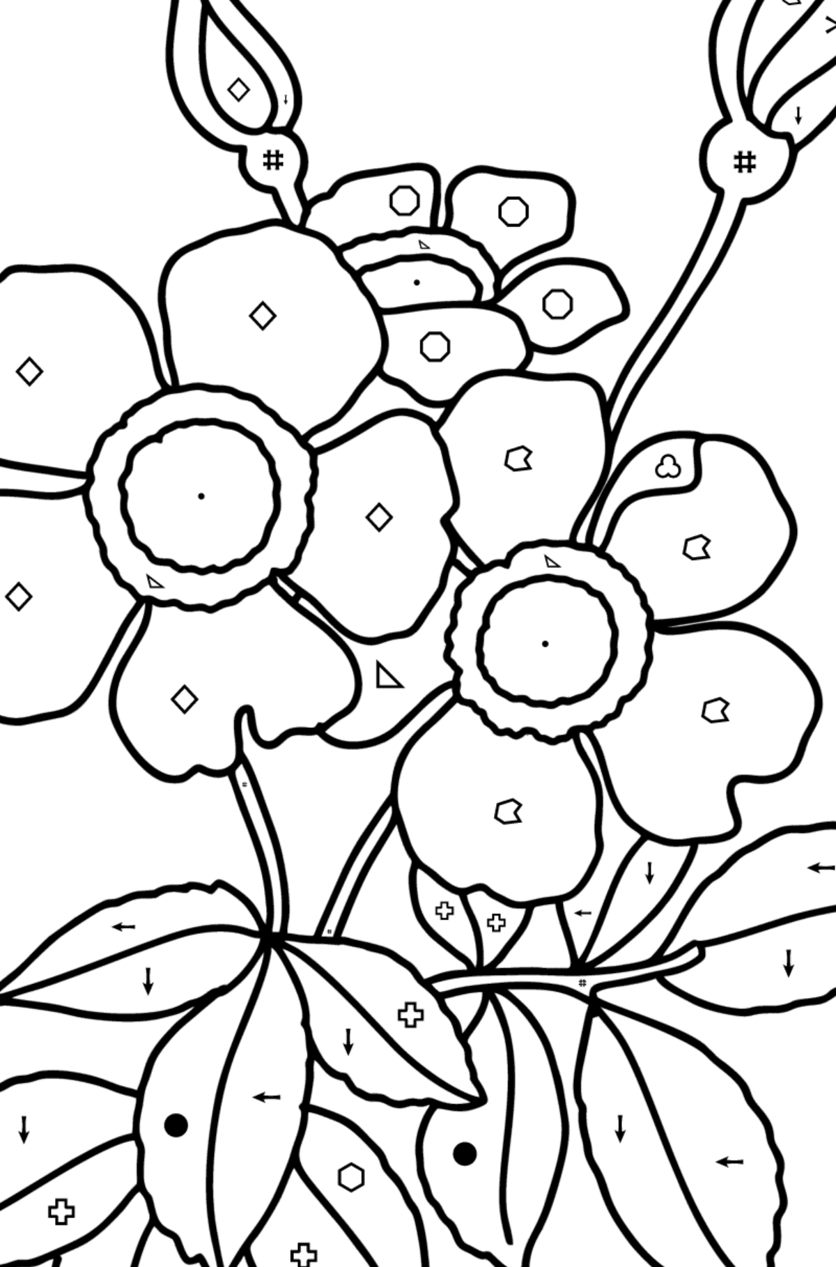 Spray rose coloring page - Coloring by Symbols and Geometric Shapes for Kids