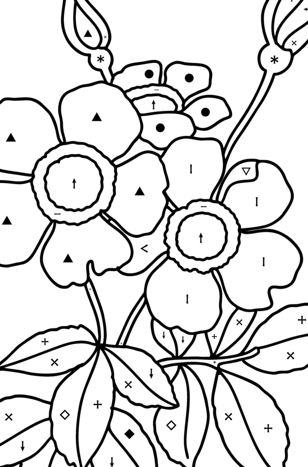 Spray rose coloring page - Coloring by Symbols for Kids