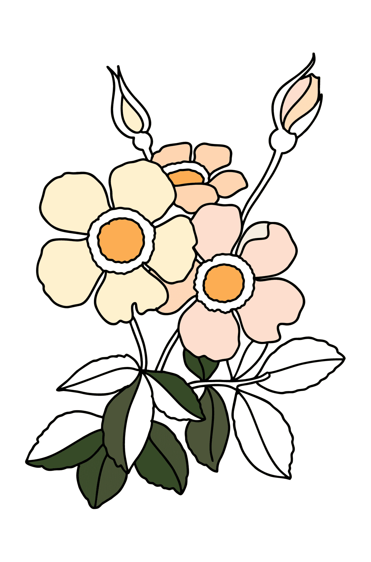 Spray rose coloring page - Coloring Pages for Kids