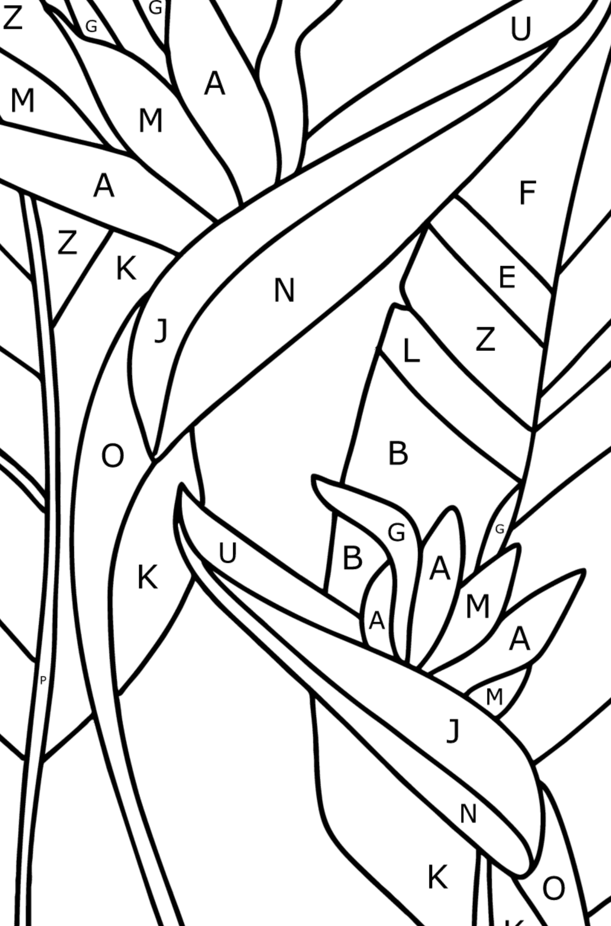 Strelitzia coloring page - Coloring by Letters for Kids