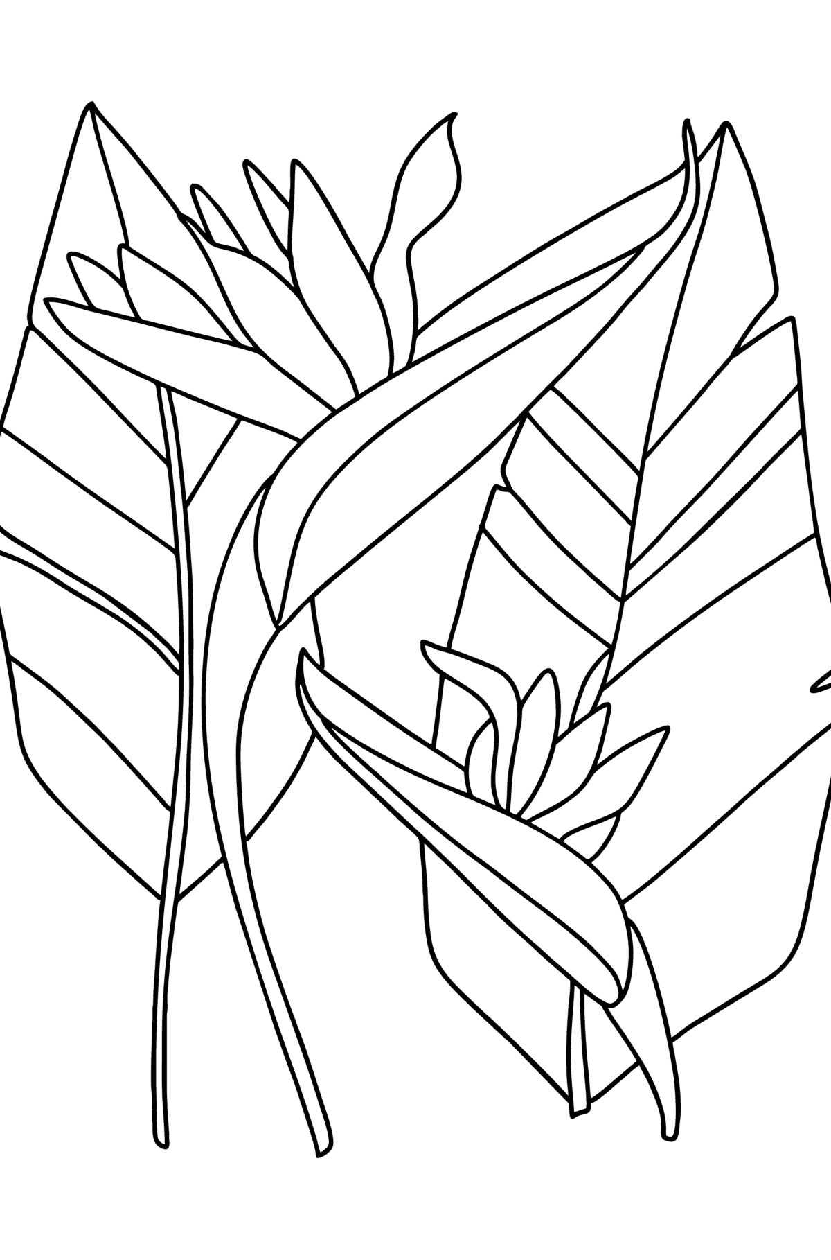 Kleurplaat Strelitzia - kleurplaten voor kinderen