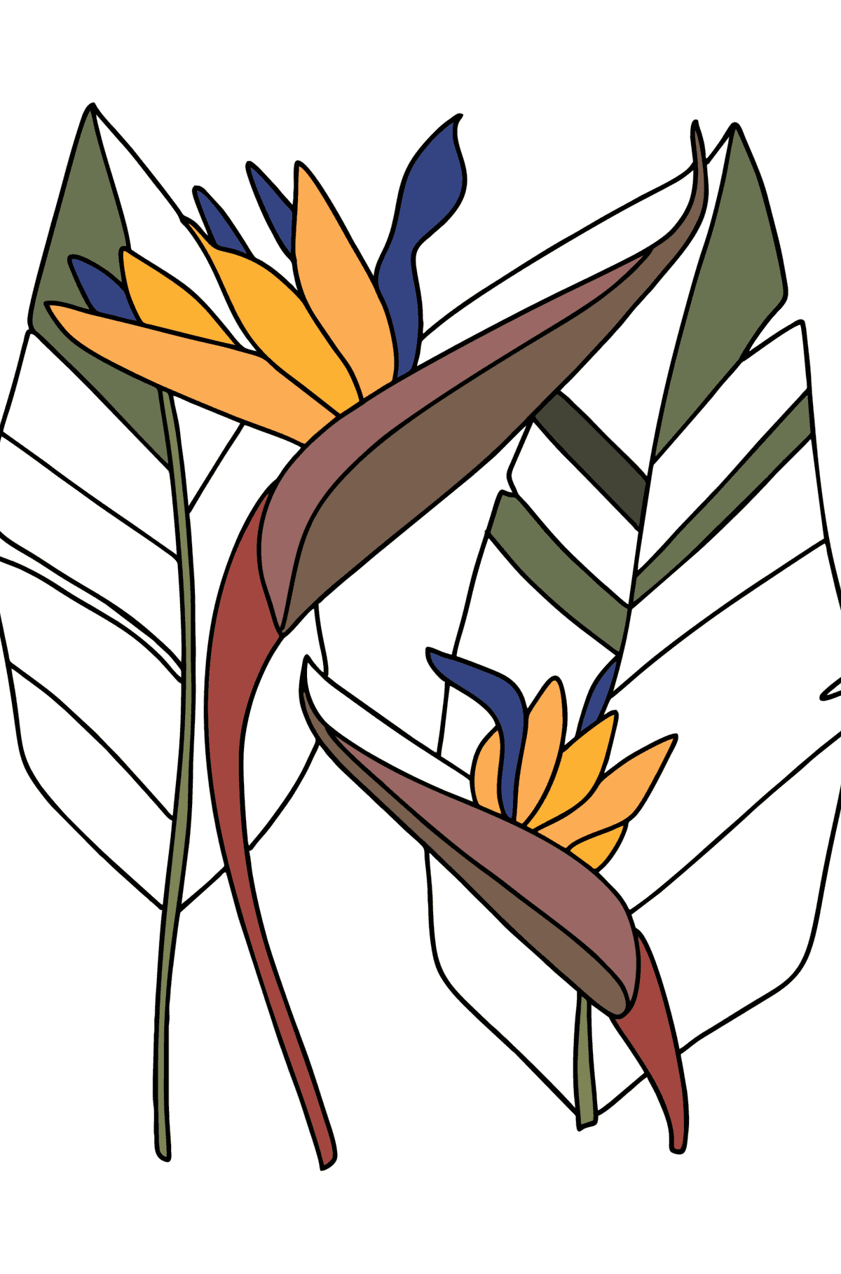 Kleurplaat Strelitzia - kleurplaten voor kinderen