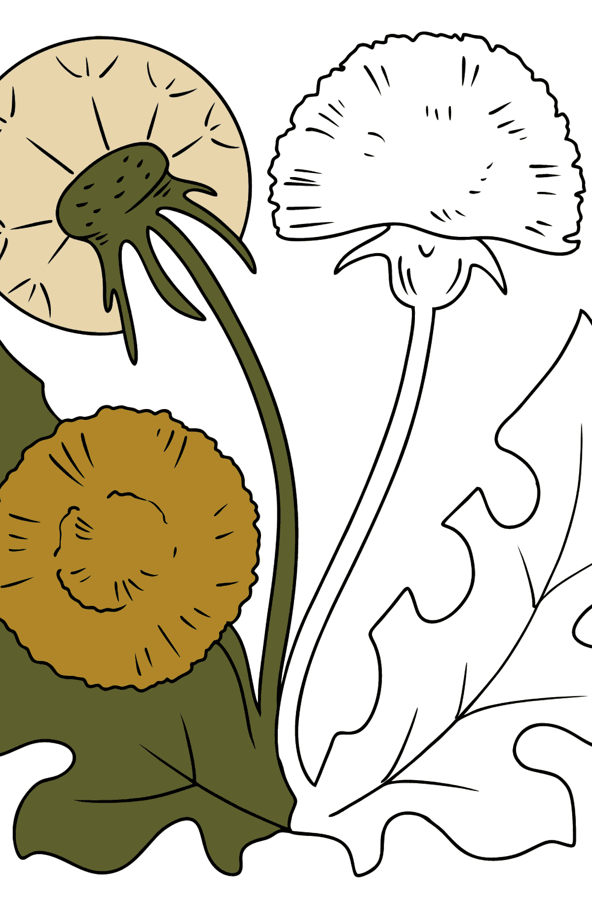 Dandelion Coloring Page - Coloring Pages for Kids