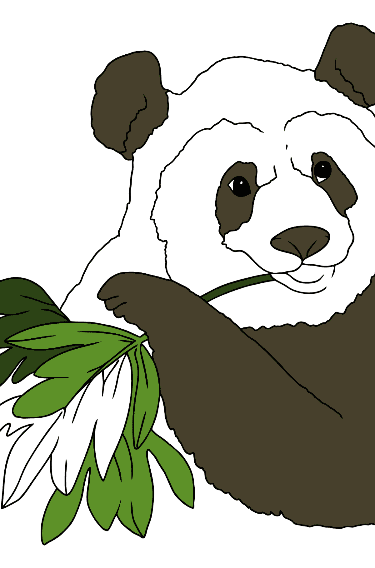Ausmalbild - Ein Panda isst Blätter - Malvorlagen für Kinder