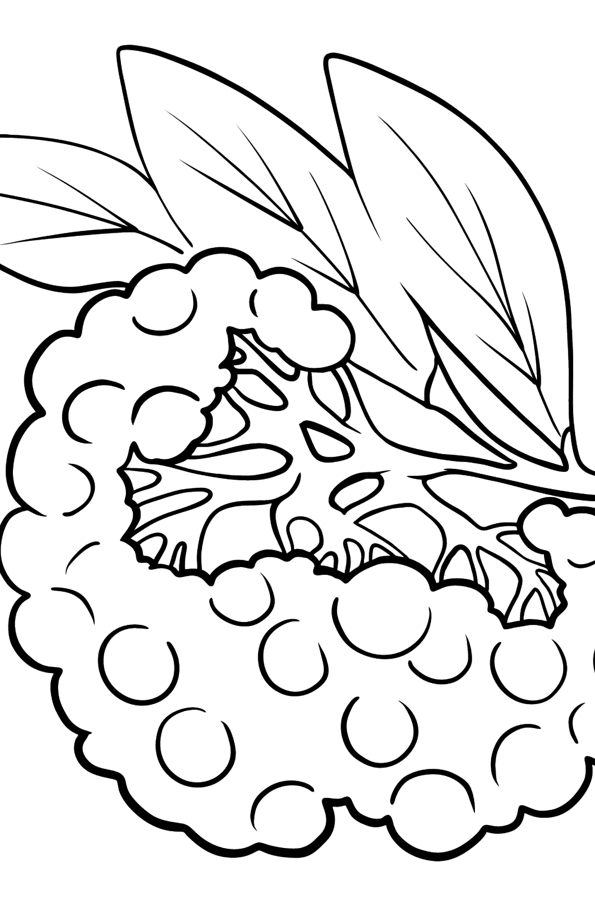 Elderberry coloring page - Coloring Pages for Kids