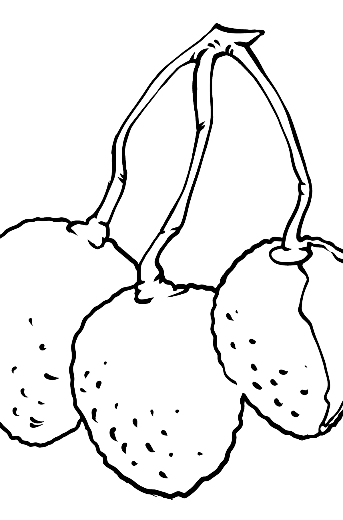 Lychee coloring page - Coloring Pages for Kids