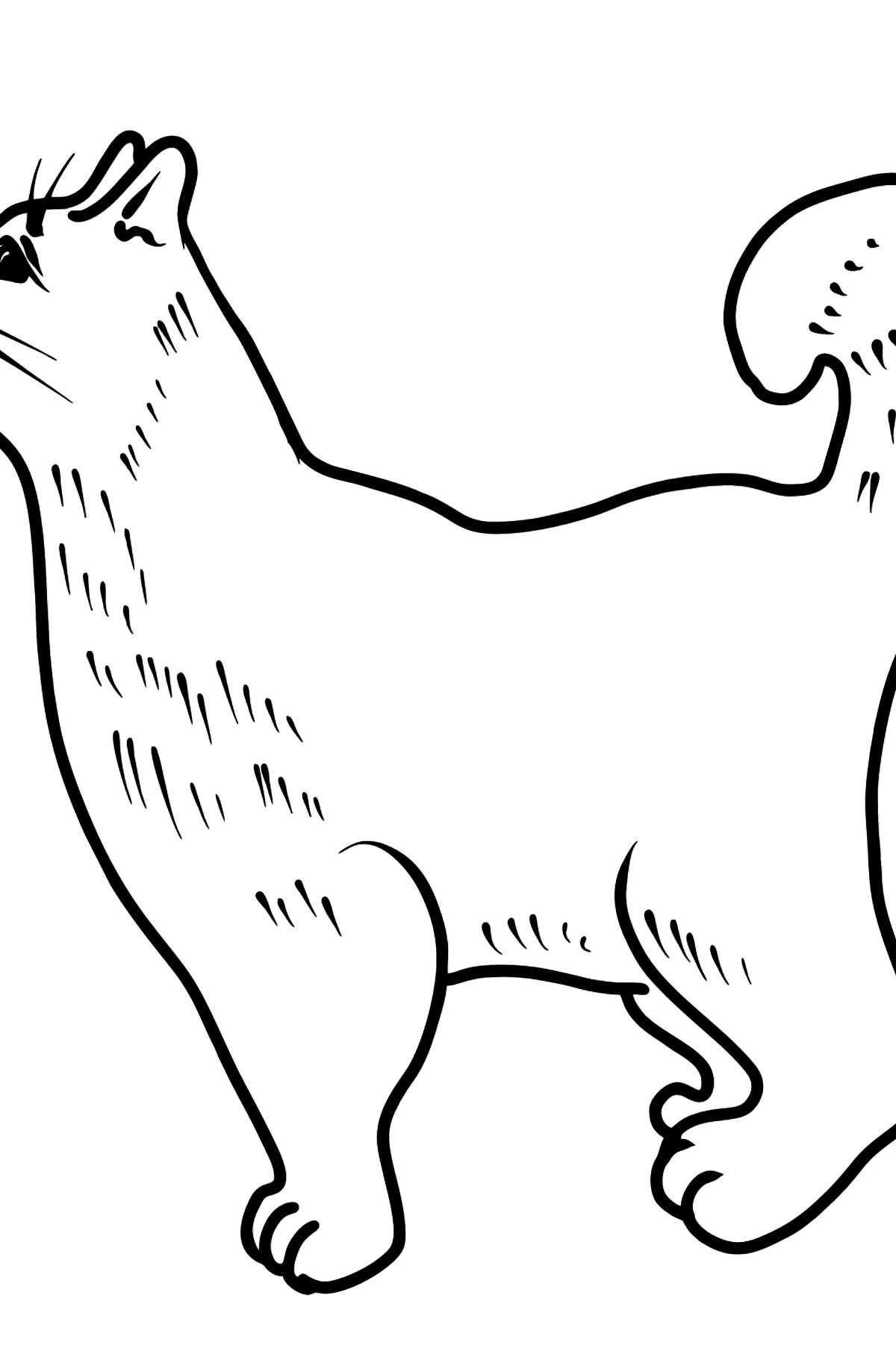 Cat coloring page - Coloring Pages for Kids