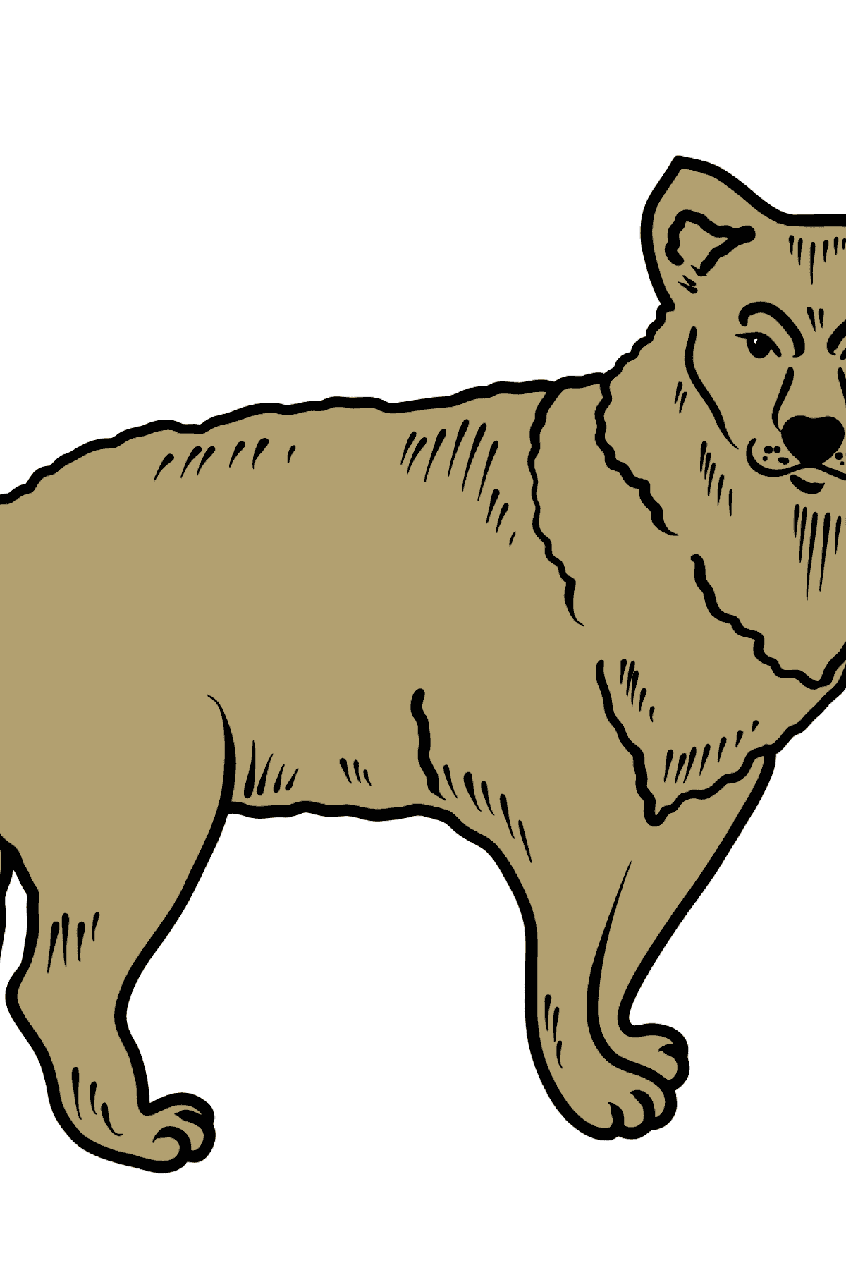 Dibujo de Coyote para colorear - Dibujos para Colorear para Niños