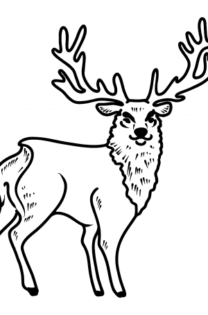 Deer coloring page ♥ Color Online for Free!