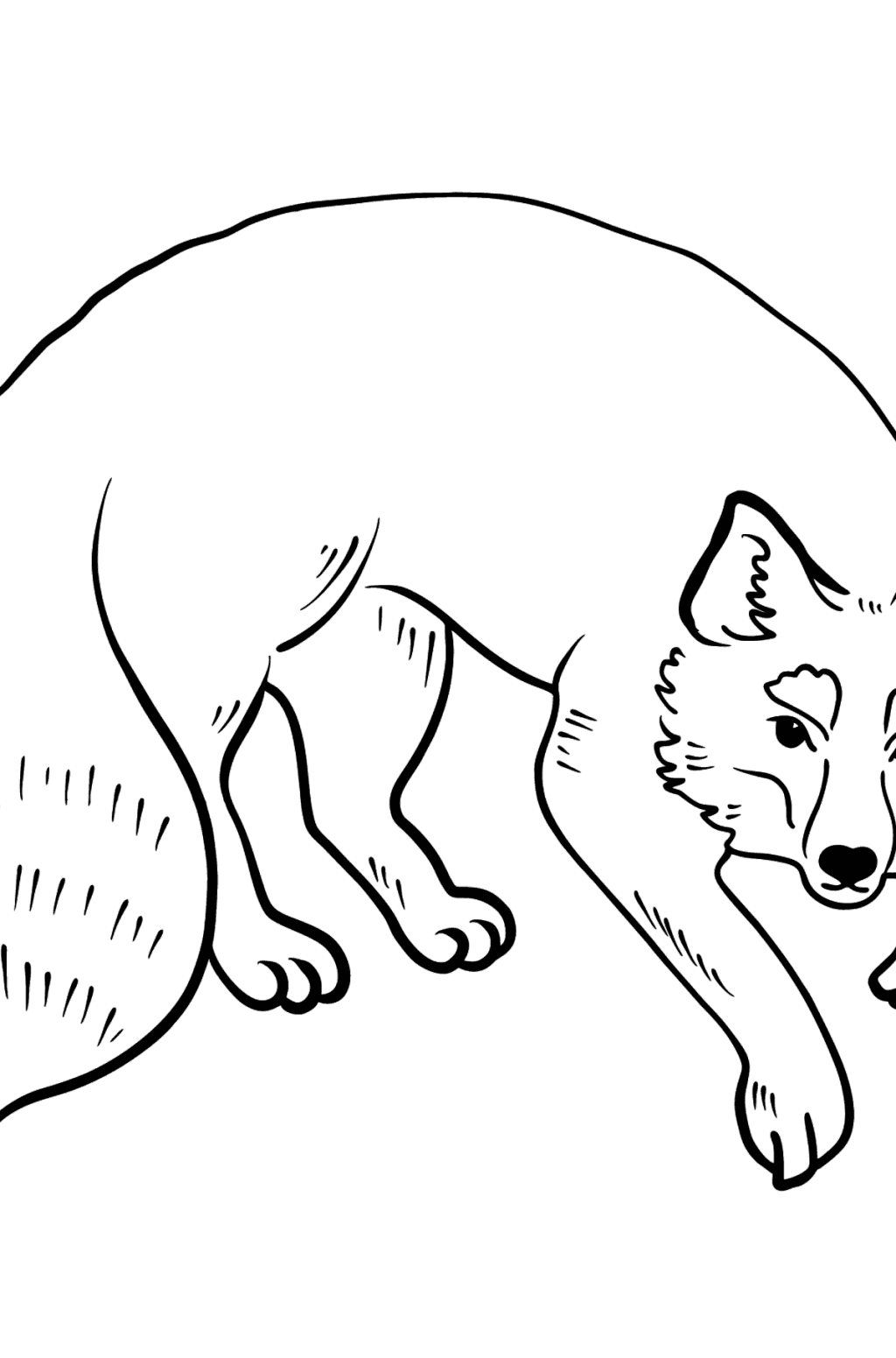 Tegning til farvning Ræv ♥ Online og Print gratis for børn!
