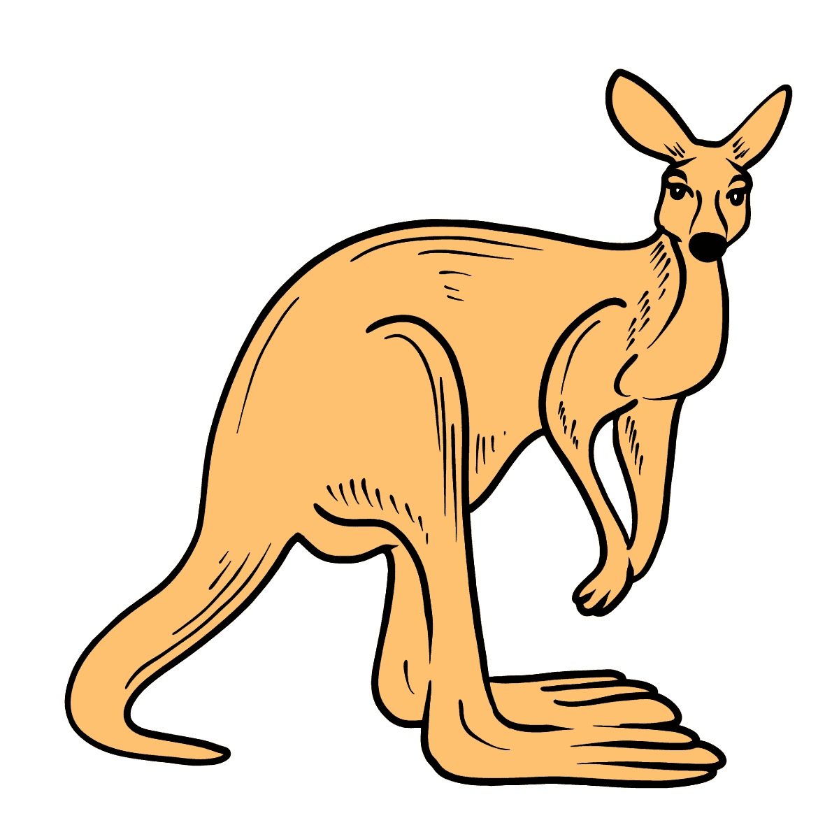 Как нарисовать кенгуру