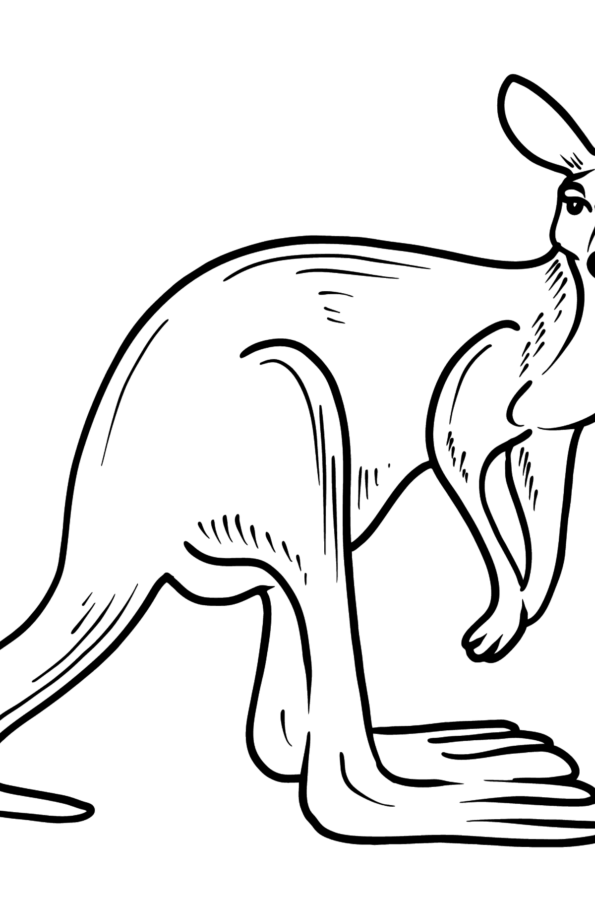 Tegning til farvning kænguru - Tegninger til farvelægning for børn