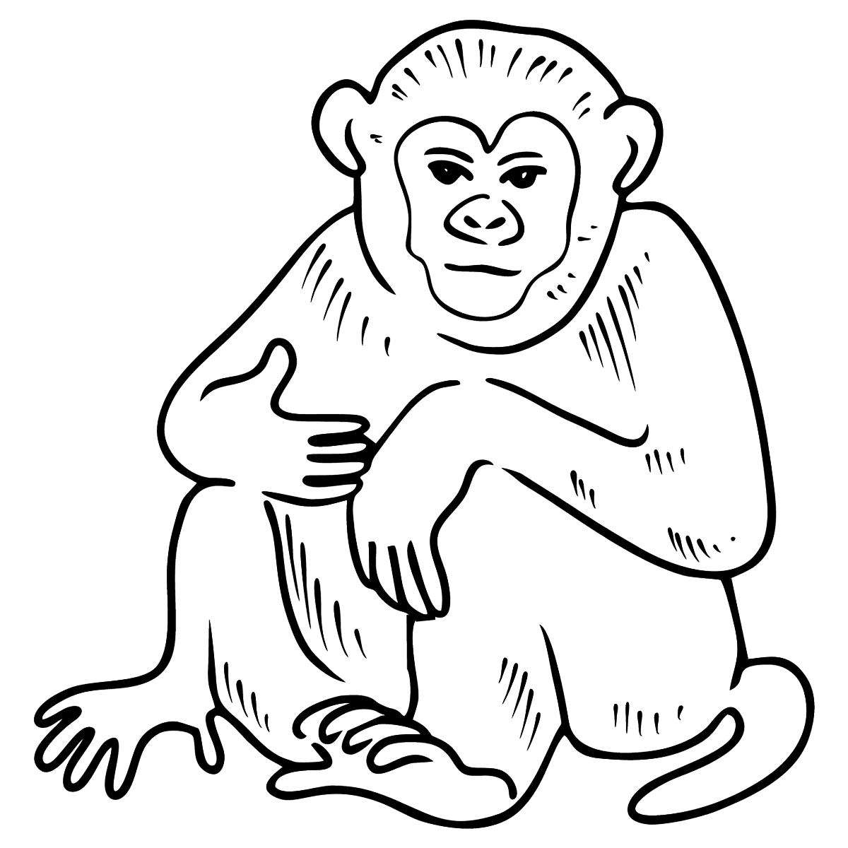 Шимпанзе картинка для детей