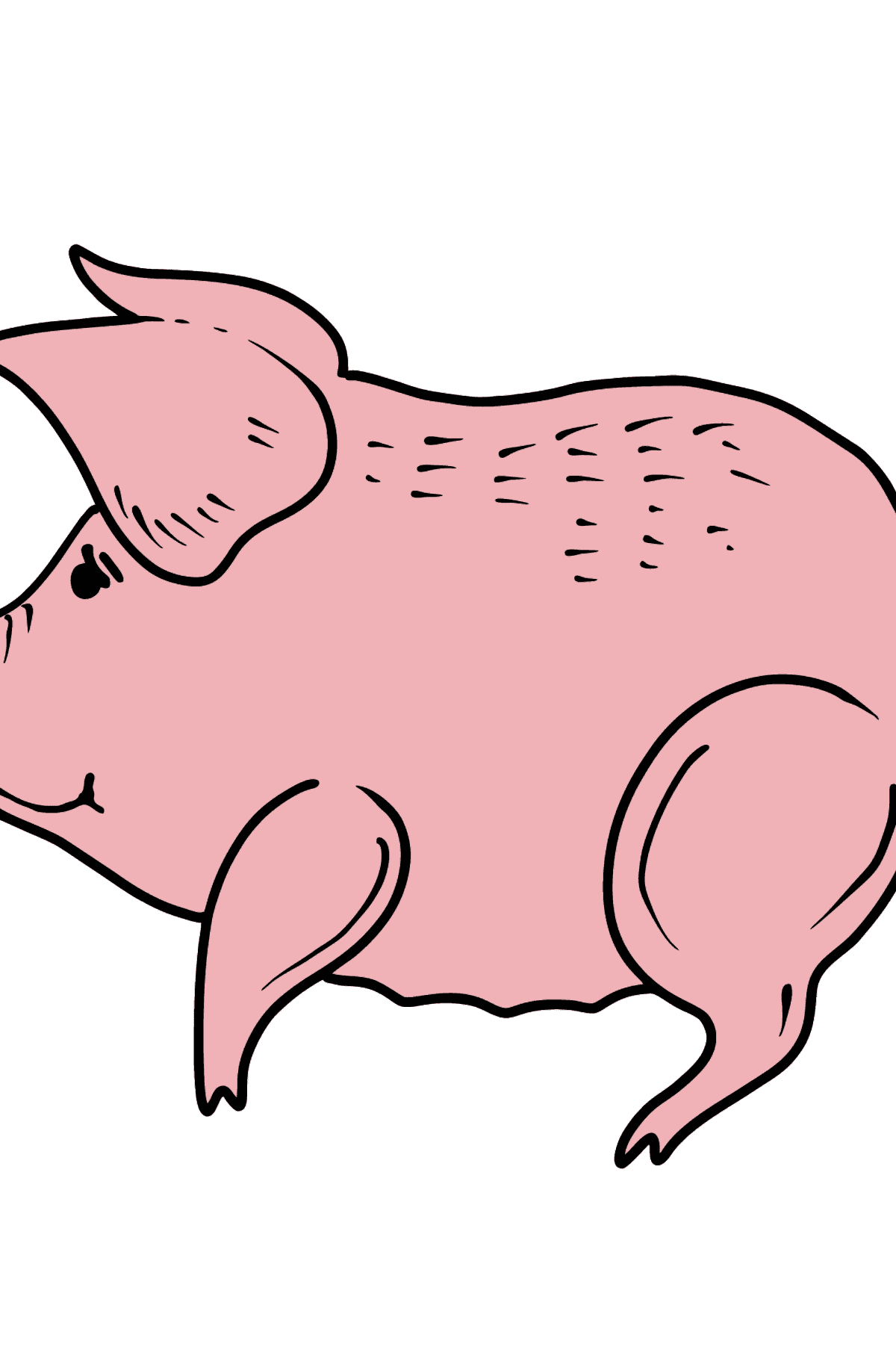 Розмальовка Свиня для малюків - Розмальовки для дітей