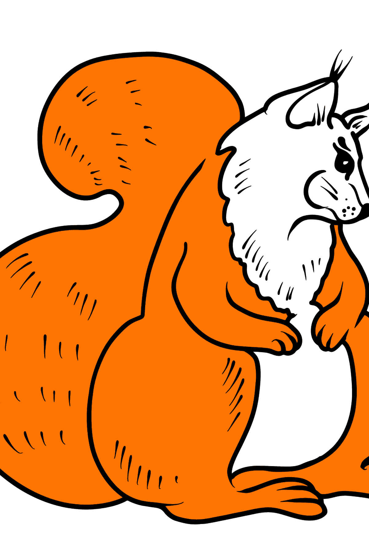 Desen de colorat veveriţă - Desene de colorat pentru copii