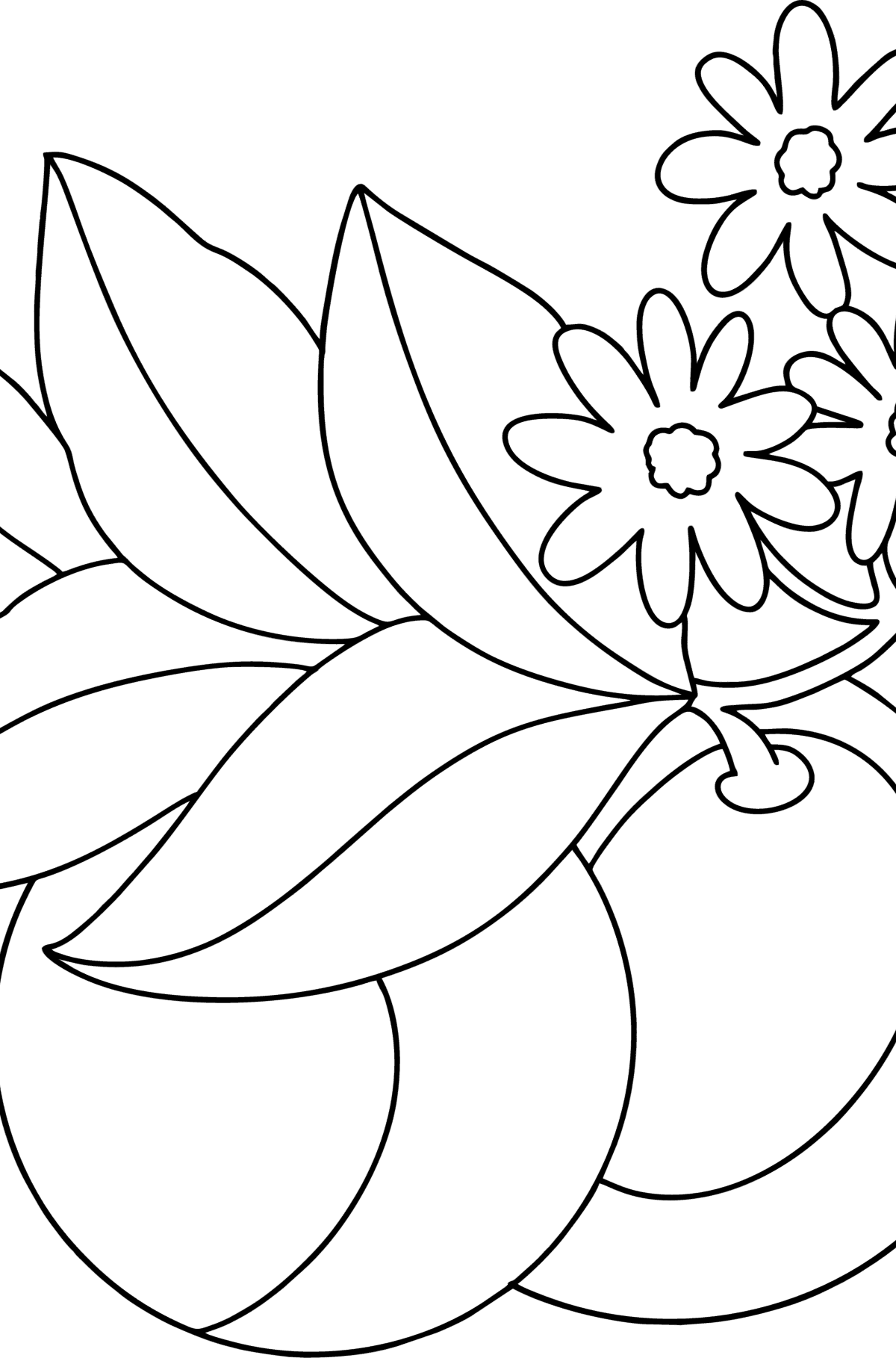 Orange on a branch сoloring page - Coloring Pages for Kids
