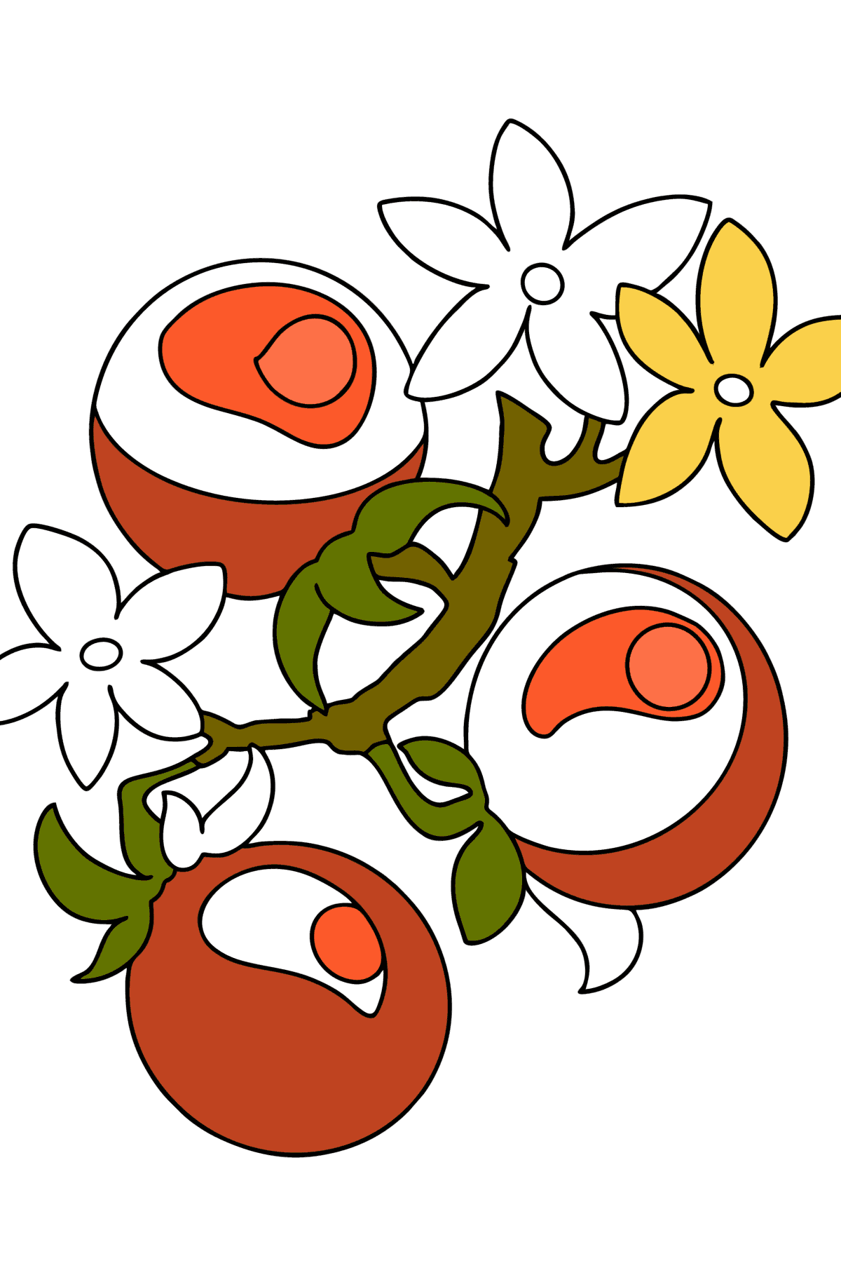Tegning til fargelegging Tomater på grenen - Tegninger til fargelegging for barn
