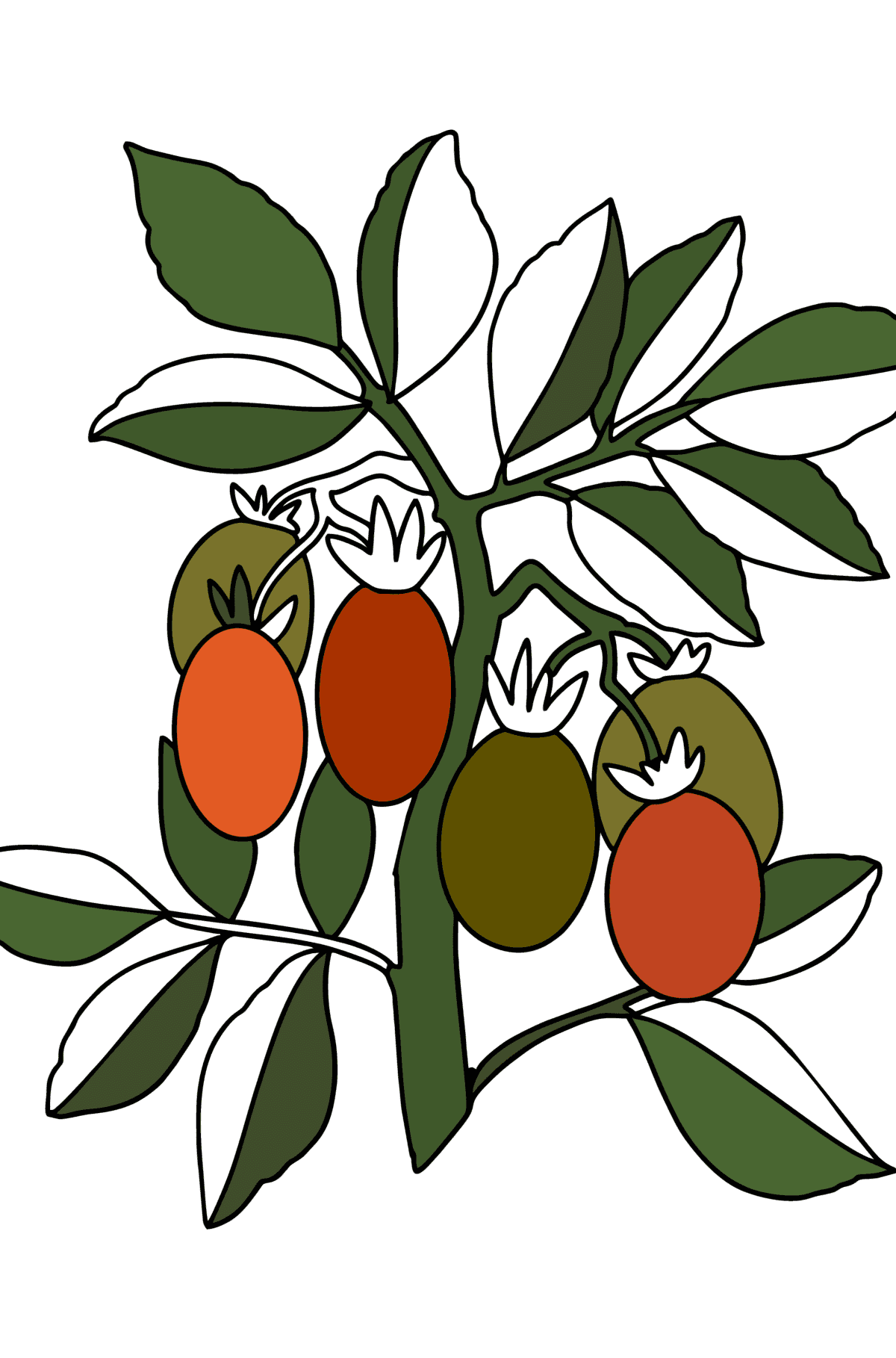 Tomatoes grow сoloring page - Coloring Pages for Kids