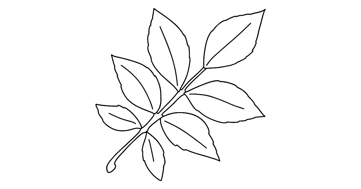 Ash Leaf coloring page ♥ Online and Print for Free!