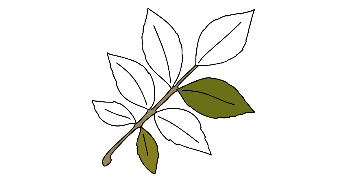 Лист ясеня рисунок