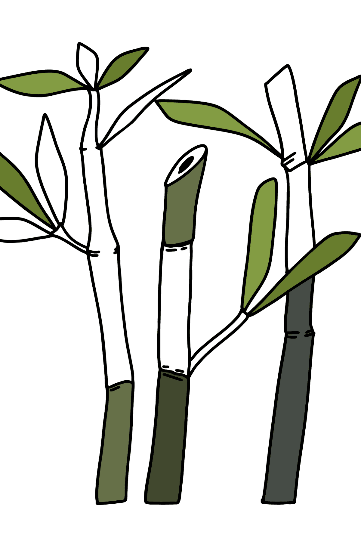 Kolorowanka Bambus Trudny rysunek - Kolorowanki dla dzieci
